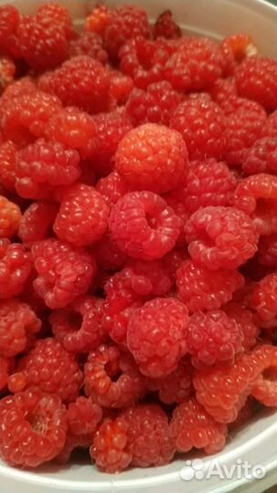 Малина с. Никольское