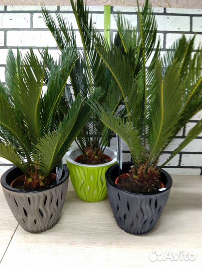 Цикас революта