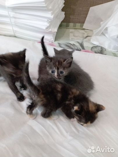 Кошка в дар