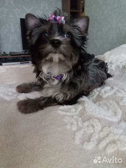 Бивер мраморный