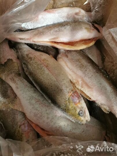 Форель свежемороженая. Опт и розница