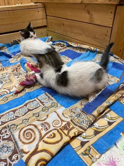 Отдам в добрые руки