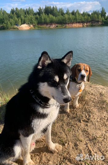 Красота для ваших собак