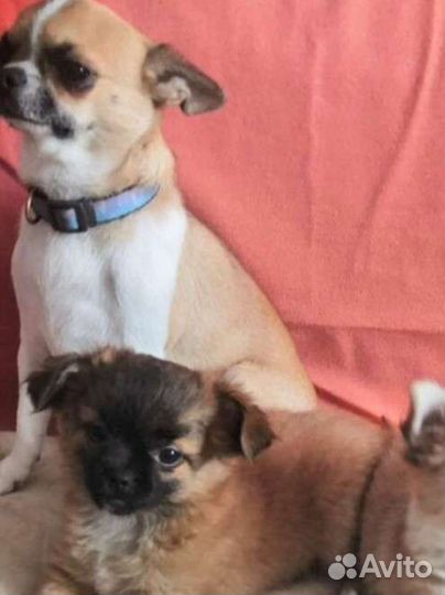 Собаки щенки