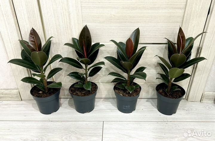 Фикус мелани