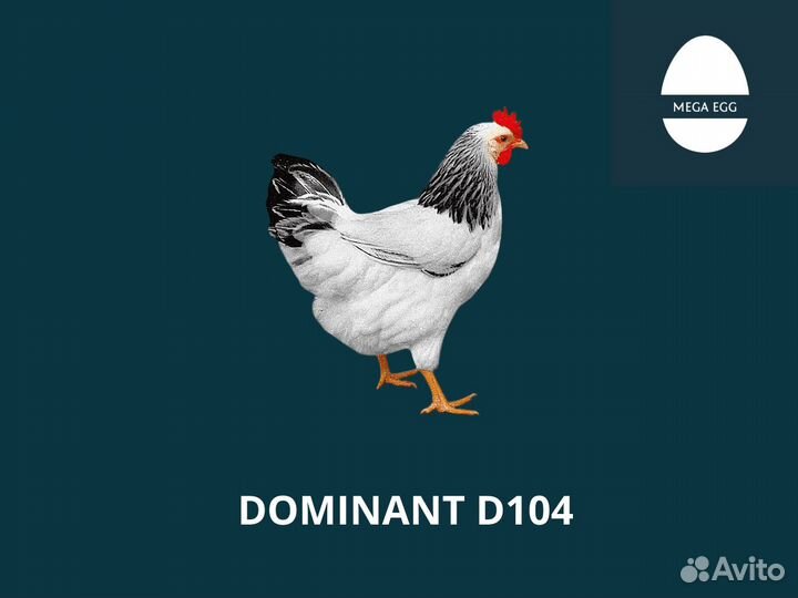 Инкубационное яйцо Доминант