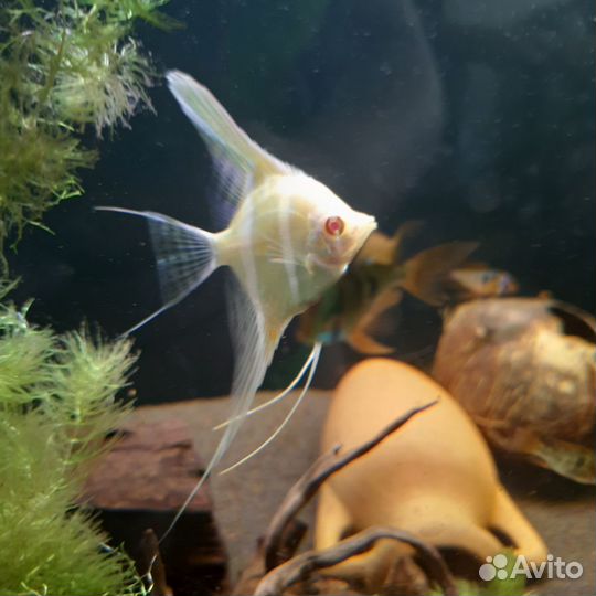 Продам Апистограмма Рамиреса