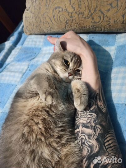 Шотландская кошка