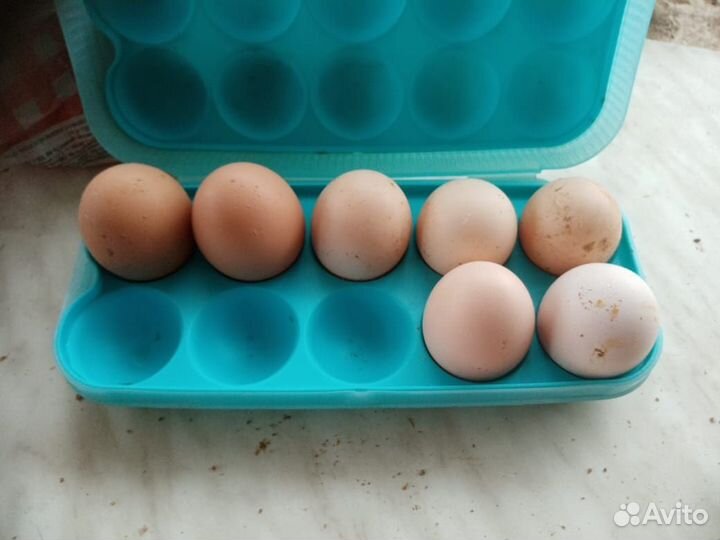 Домашние куриные яйца