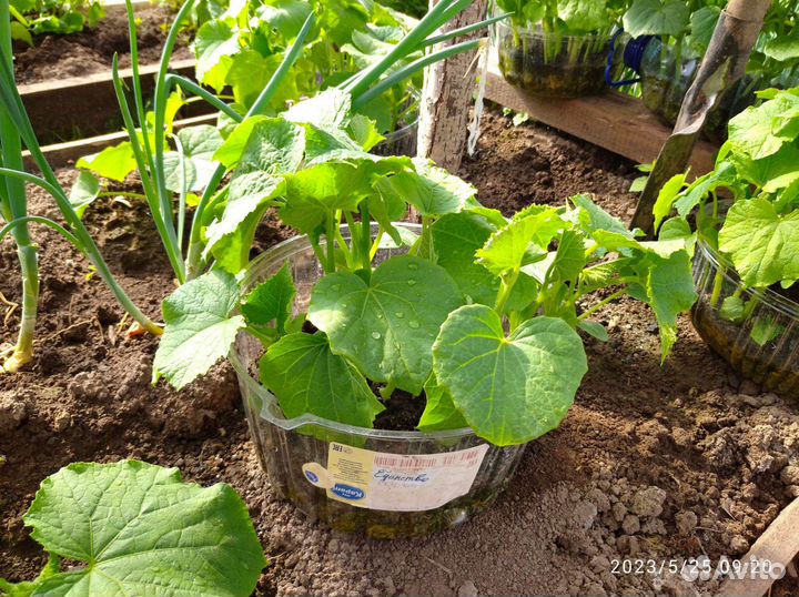 Огурцы, кабачки, тыква