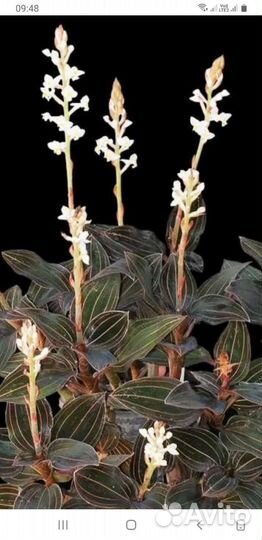 Орхидея лудизия или драгоценная орхидея