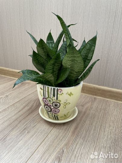 Сансевиерия