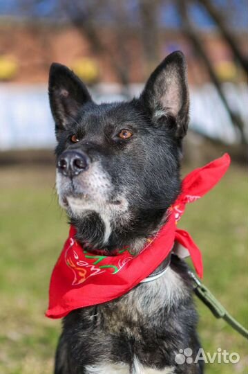 Наоми, собака из приюта Некрасовка