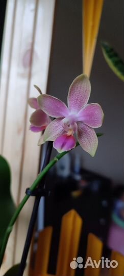 Орхидея мини ароматная
