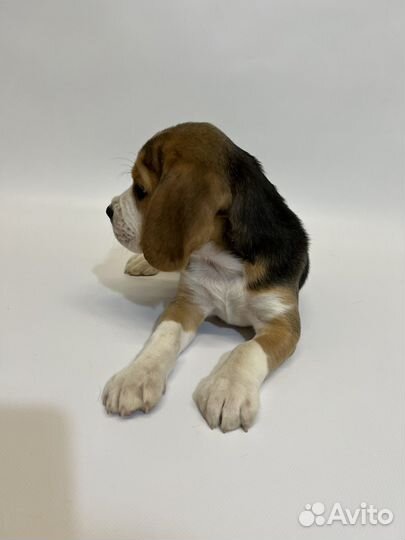 Щенки бигль девочки