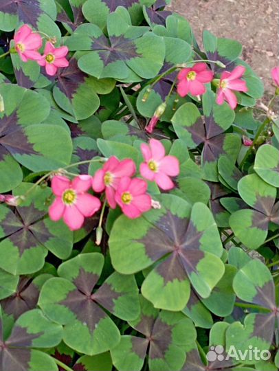 Кислица оксалис Айрон Кросс