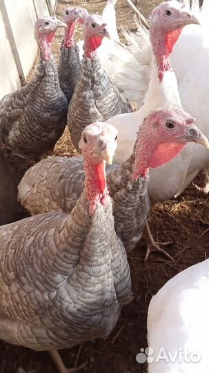 Комбикорм,травяная гранула,премикс и др