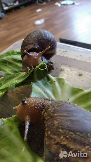 Улитки ахатины большие