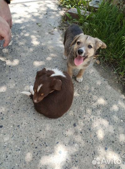 Щенок в добрые руки