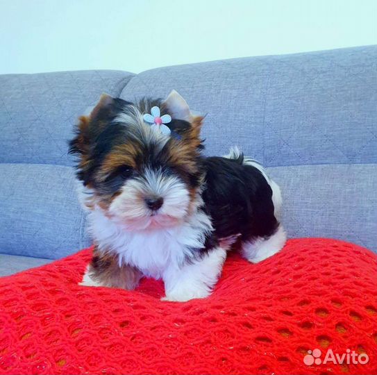 Девочки и Мальчики