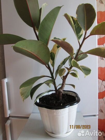 Продам цветы комнатные