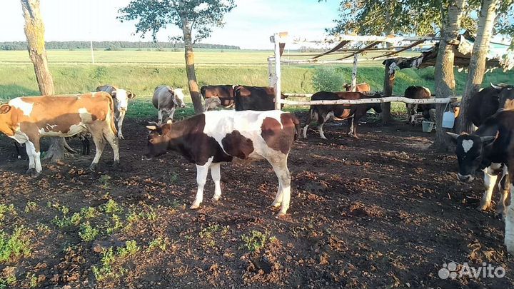 Телки стельные