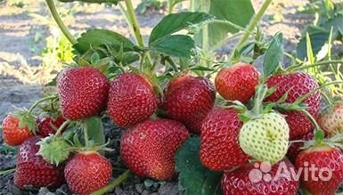 Рассада клубники