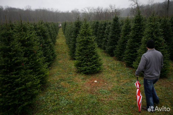 Ель живая Новогодняя Оптом