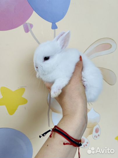 Декоративные, карликовые кролики