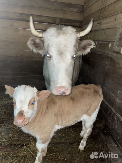 Корова с бычком