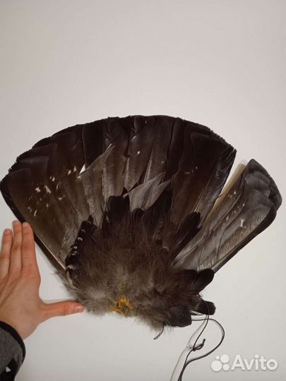 Большой хвост глухаря