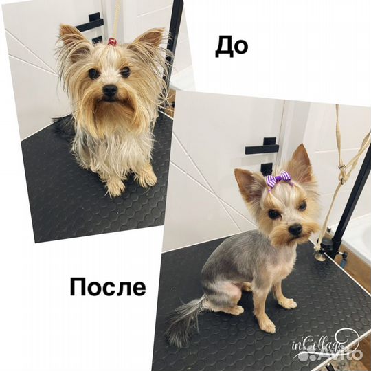 Грумер, стрижка собак