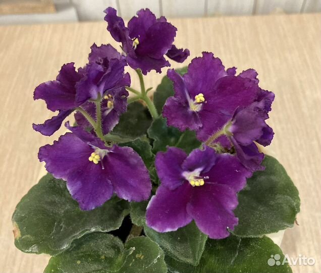 Сортовые фиалки