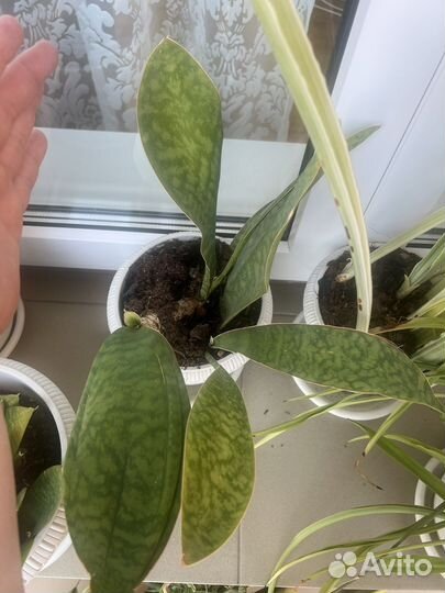 Сансевиерии сортовые с детками