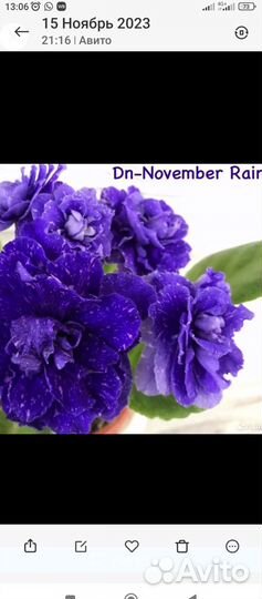 Фиалки сортовые(детки)