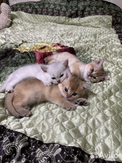 Британские шиншиллы