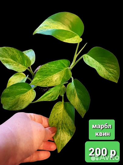 Комнатные растения