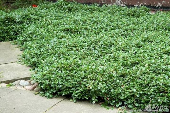 Кизильник Даммера Майор