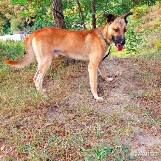 Собака мальчик обоаботан