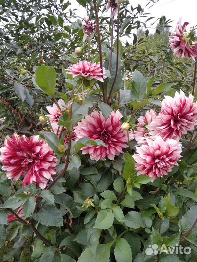 Георгины сортовые клубни