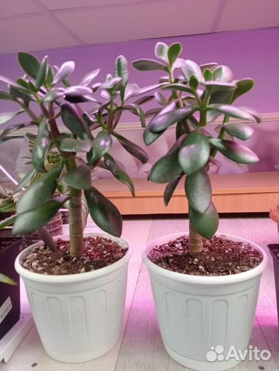 Толстянка (денежное дерево)