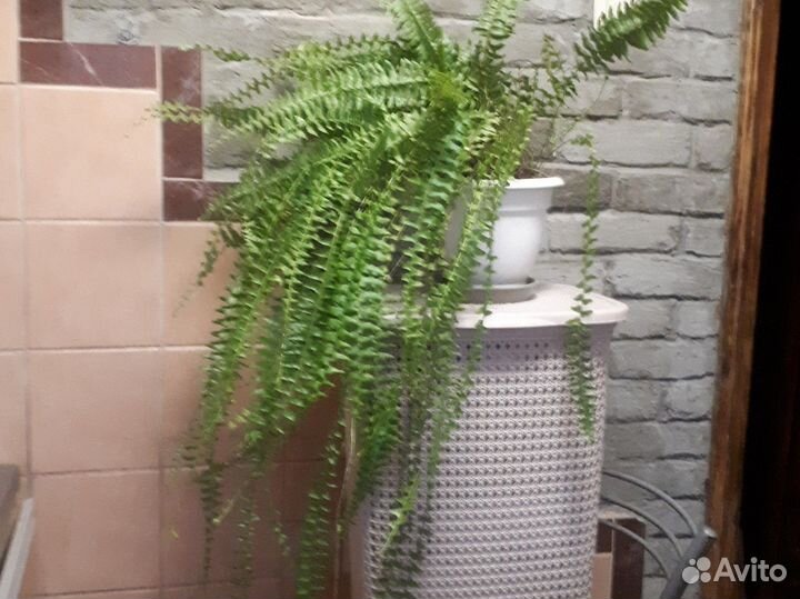 Папоротник комнатный