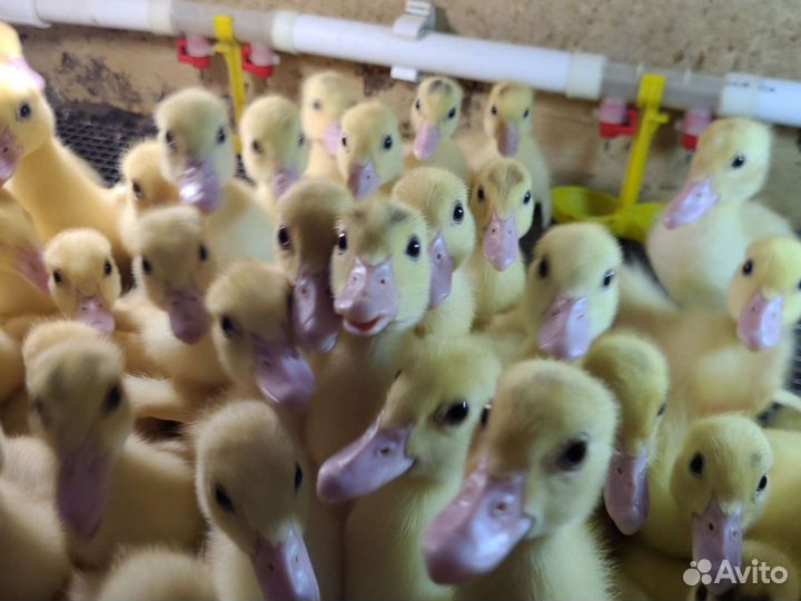 Утята подрощенные