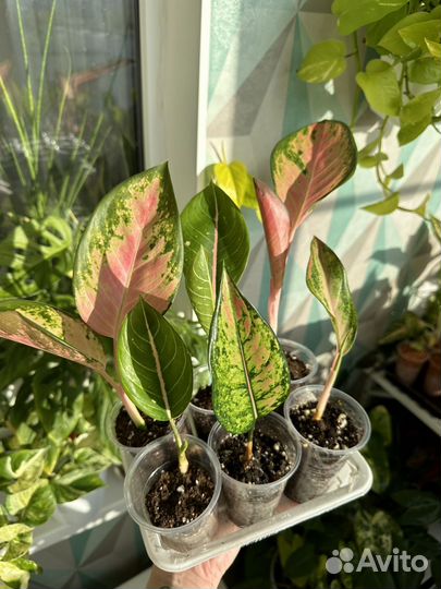 Аглаонема детки