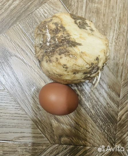 Рябчик императорский