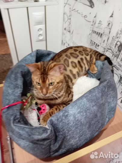 Бенгальский кот