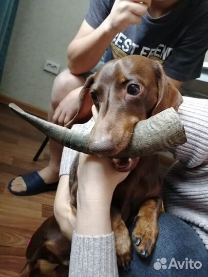 Кроличья такса вязка