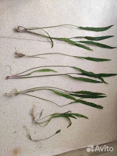 Растение в аквариум