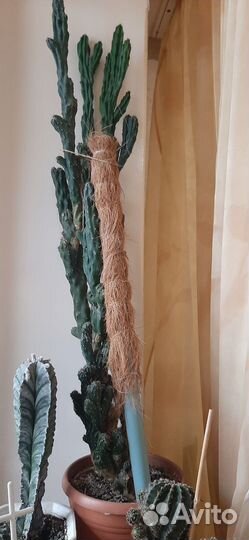 Цереус перуанский