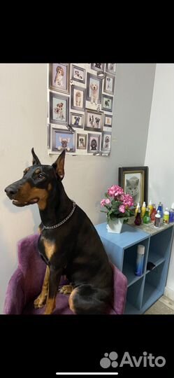 Щенки добермана